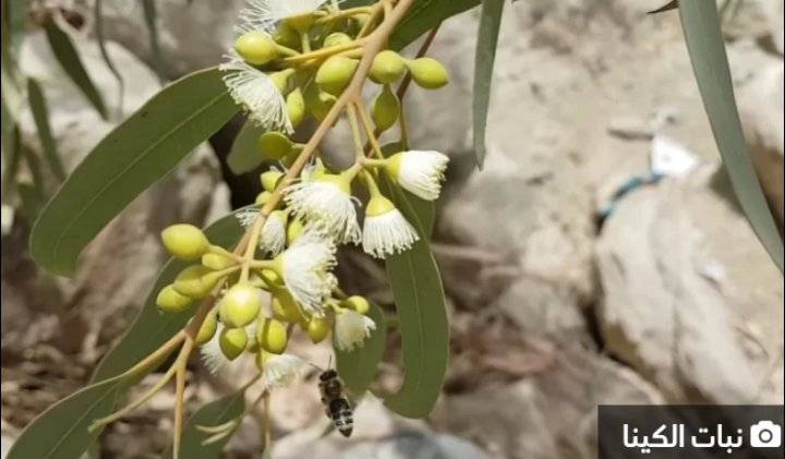 علاجات طبيعية أصبحت أدوية!!!