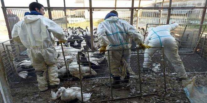 بسبب انفلونزا الطيور ذبح عشرة ملايين طير من الدواجن في فرنسا