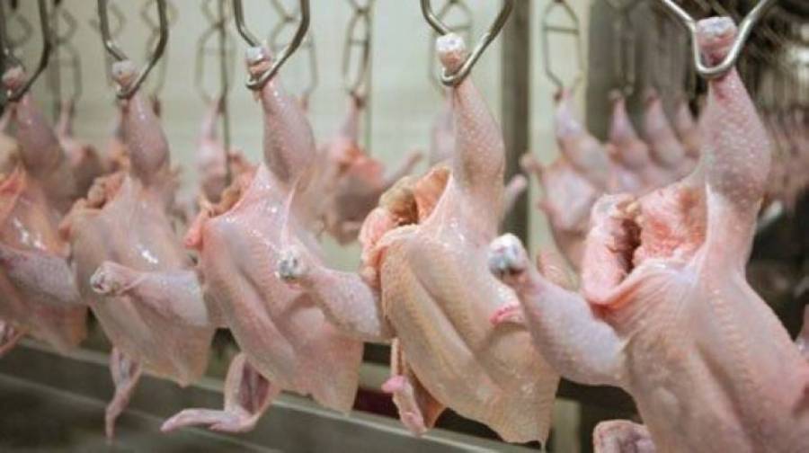 حمودة يتوقع ارتفاع الطلب على الدجاج الجمعة المقبل