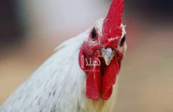 إحالة مخالفات تجاوز سقوف الدجاج السعرية للنائب العام
