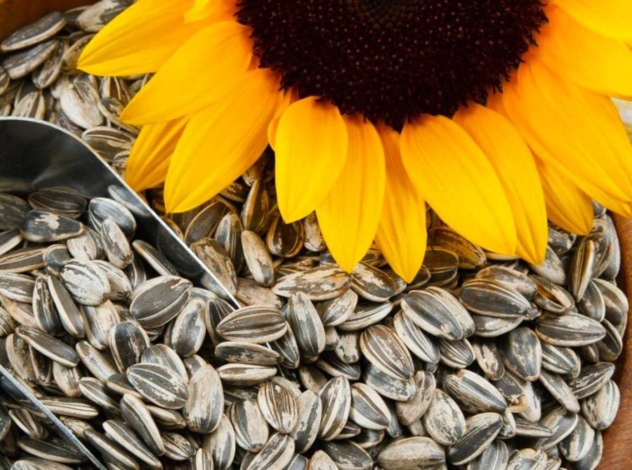 روسيا تحظر تصدير بذور دوار الشمس