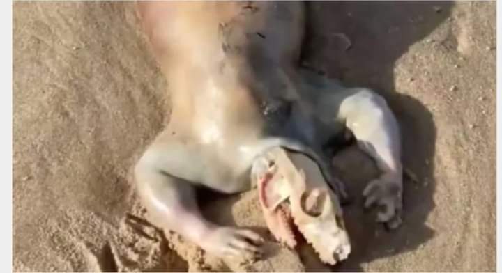 كائن غريب على الشاطئ.. واقعة تحيّر الكثيرين