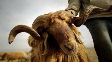 رغم قلة الطلب .. ارتفاع أسعار اللحوم البلدية بين 1  3 دنانير