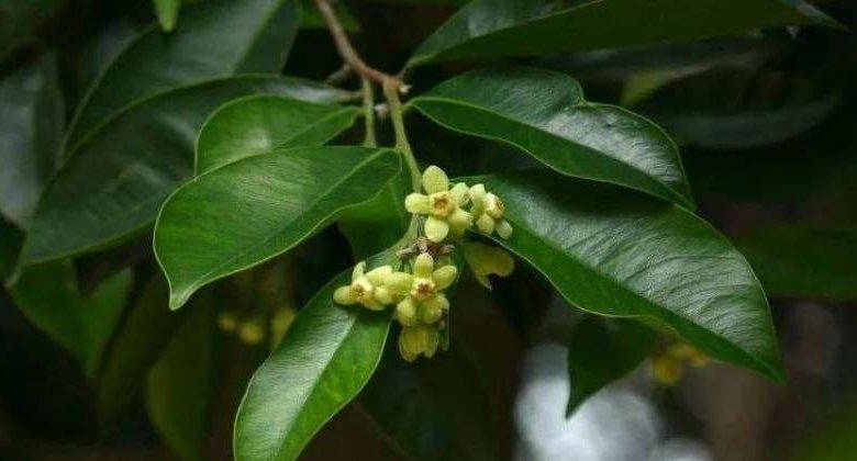 الصين: اكتشاف أنشطة مضادة للأورام بمكونات إحدى الزهور