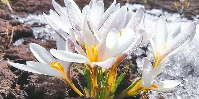 باحثون صينيون يكتشفون أنشطة مضادة للأورام في مكونات إحدى الزهور