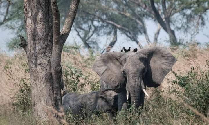 فيل يقتل باحثاً كولومبياً في أحد متنزهات أوغندا