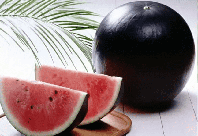 الأغلى في العالم.. هل سمعت بالبطيخ الأسود؟