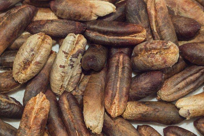 ماذا يحدث عند وضع نواة التمر بوعاء سلق اللحم؟