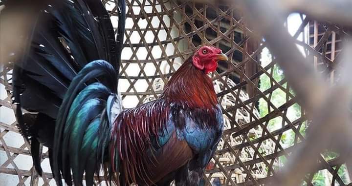 مصادرة ديك في لبنان بسبب إزعاج الجيران