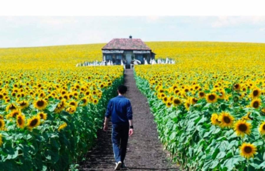 أوكرانيا أكبر دولة مصدرة لزيت دوار الشمس في العالم