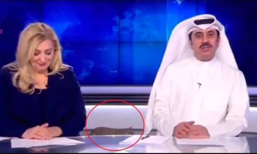ظهور قطة في بث مباشر لنشرة الأخبار الكويتية