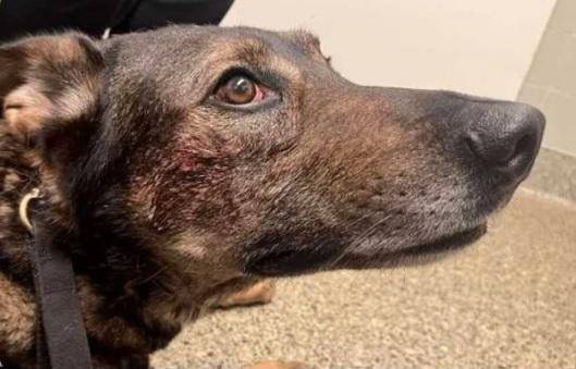 اعتقال رجل عضّ كلباً بوليسياً في ولاية كاليفورنيا