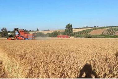 بعد أزمة القمح.. تونس تبحث عن أمنها الغذائي بهذه الطريقة