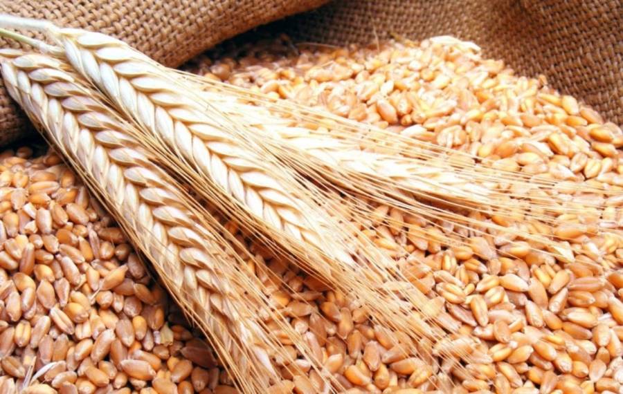 مصر تضع شرطاً قبل استيراد القمح من الهند