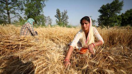 أسعار القمح العالمية تقفز في ظل أنباء من الهند