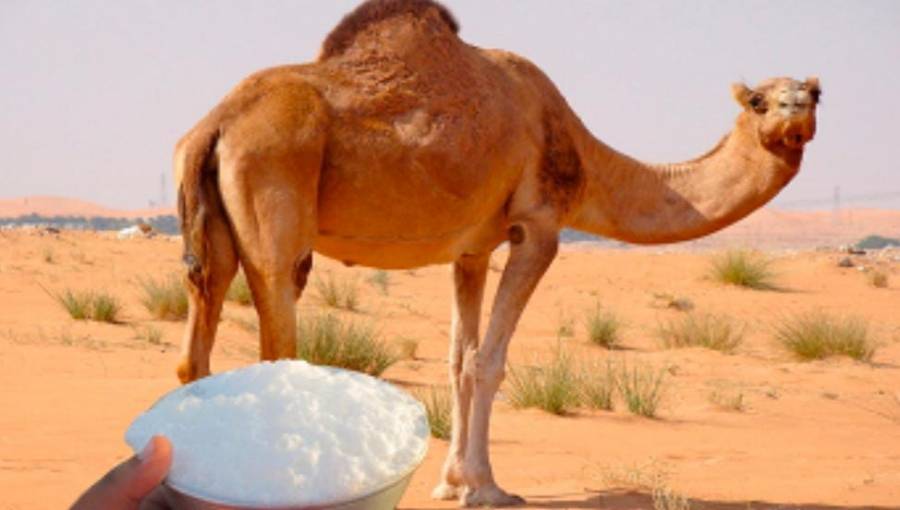 6 فوائد مذهلة لجسم الانسان عند تناول حليب الإبل.. لصحة الدماغ والقلب والسكري وكريات الدم البيضاء .... تفاصيل