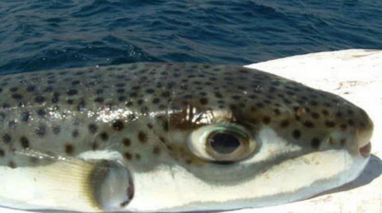 الصحة المصرية تحذر من السمكة الأشد فتكاً بالعالم