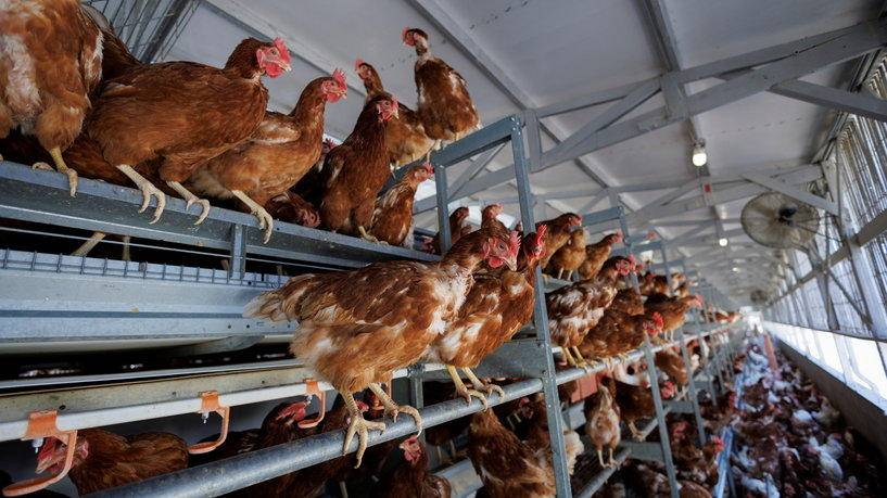 بعد ظهور مرض شديد الضراوة .. السعودية تحظر استيراد الدواجن من فرنسا