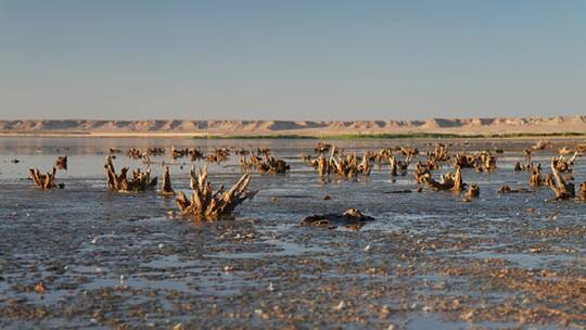 الجفاف يهدد أرز العنبر في العراق