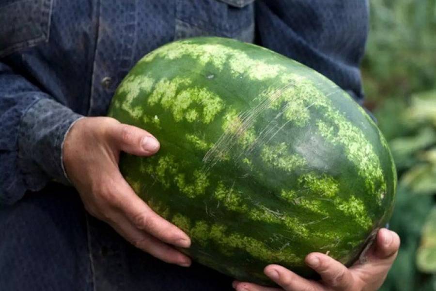 بسبب بطيخة .. قطار يدهس أسرة كاملة في مصر