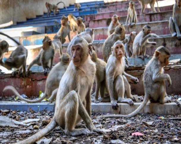 كل ما تريد معرفته عن فيروس جدري القردة