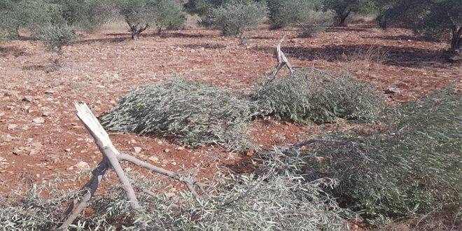 مستوطنون يعتدون على أراضي الفلسطينيين قرب الخليل