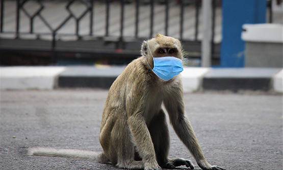 جدري القرود.. هل هناك مبرر للخوف؟