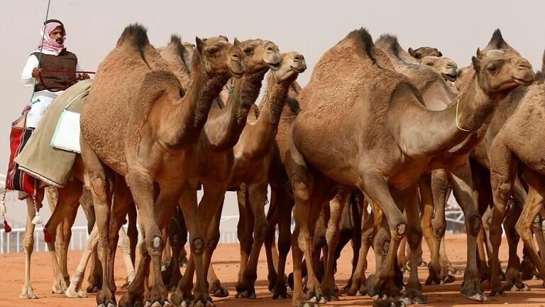 استاذة جامعية مصرية تنصح بتناول بول الابل