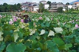 الصين : إعادة زراعة بذور تم تربيتها في الفضاء