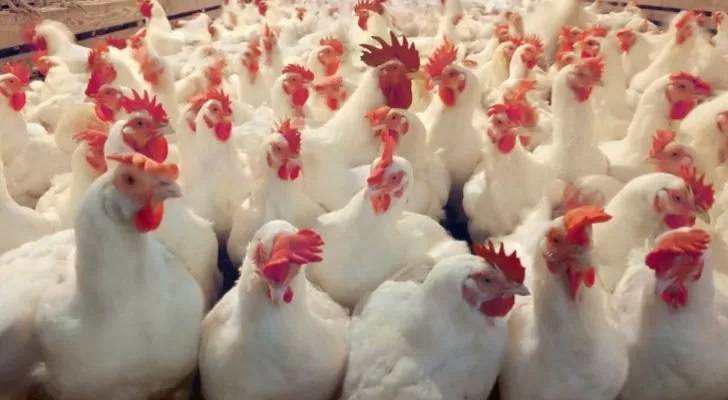 توقعات بانخفاض أسعار الدجاج محليا
