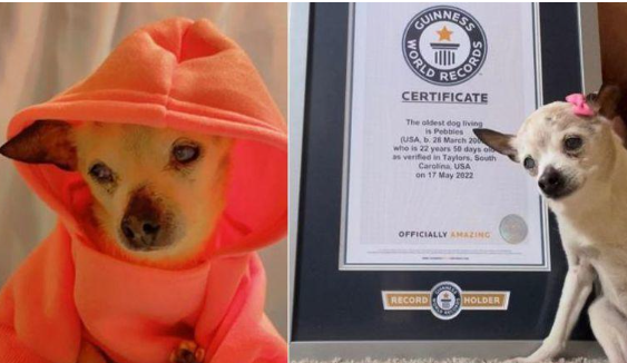 أكبر كلبة في العالم تزيح البطل من موسوعة جينيس.. كم بلغ عمرها؟