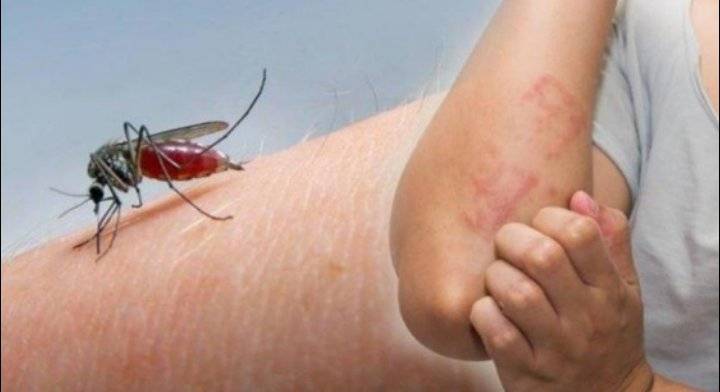 تونس تشدّد الرقابة في المناطق الحدودية توقيا من بعوض النمر