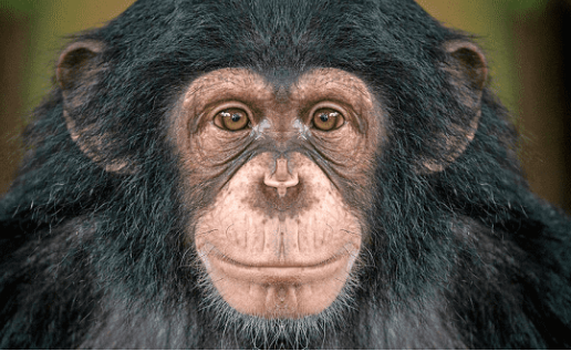 الصحة العالمية: 257 إصابة جديدة مؤكدة بجدري القردة