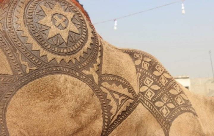 فن النقش  الإسلامي على الإبل في مزاين باكستان_صور