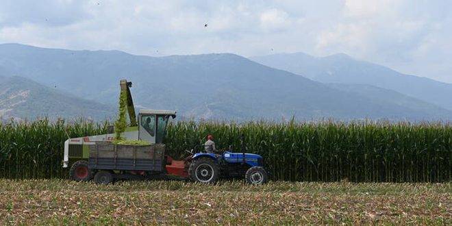 الفاو تتوقع انخفاضاً لإنتاج الحبوب العالمي