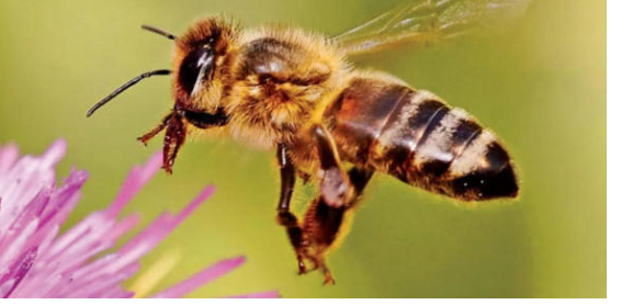 محكمة أميركية تقرر: قانونياً النحل نوع من أنواع السمك !