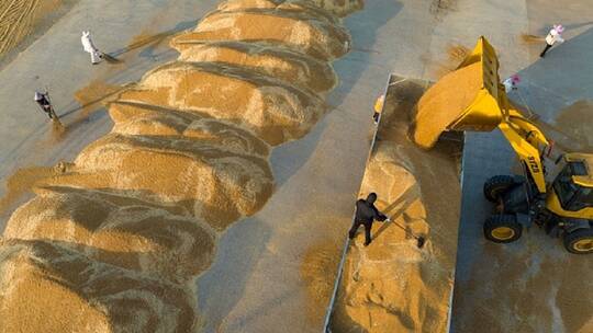 مصر ترفض شحنة قمح هندية لإصابتها بآفات خطيرة