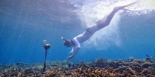 نظام ذكاء صناعي جديد يسجل أصوات الشعاب المرجانية