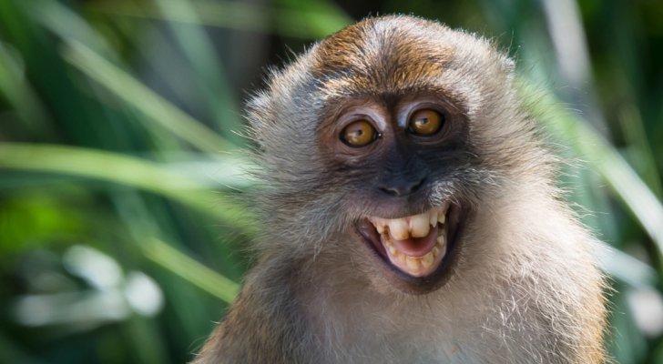 بريطانيا: 73 إصابة جديدة بجدري القرود