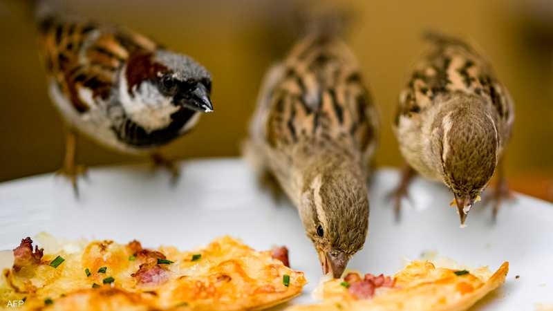 على خطى فرنسا وإيطاليا.. دولة جديدة تسعى للحفاظ على الطعام