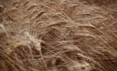 مصر تمدد حظر تصدير القمح والذرة