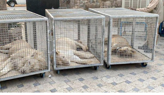 8 ملايين دولار.. عقوبة جديدة في السعودية