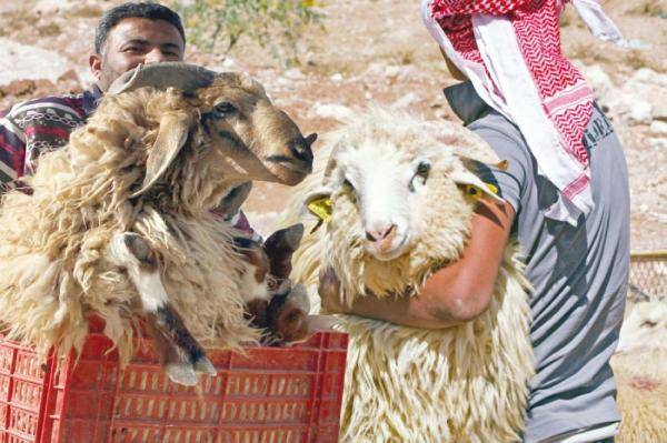 الجزار تطالب الحكومة المصرية فى بيان عاجل بسرعة التحرك لمواجهة ارتفاع أسعار الأضاحى مع اقتراب عيد الاضحى