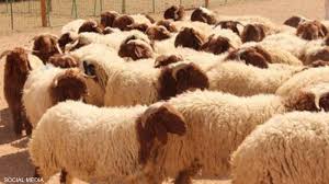 قطر: طلب كبير على الخراف الأردنية مع قرب حلول عيد الأضحى