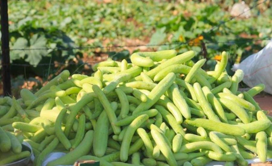 تعرف على فوائد الفقوس ... أهمها تخفيض مستويات الكوليسترول  وتحسين ضغط الدم  وتفتيت حصى الكلى