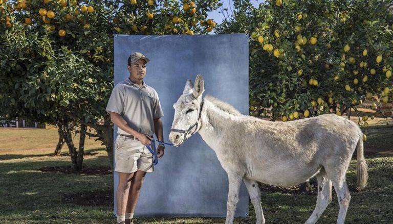 خصوبة رجال الصين تهدد حمير أفريقيا بالانقراض