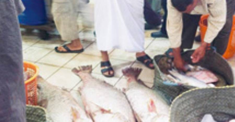 سمكة كويتية تصل «العالمية»... بمداواة الجروح