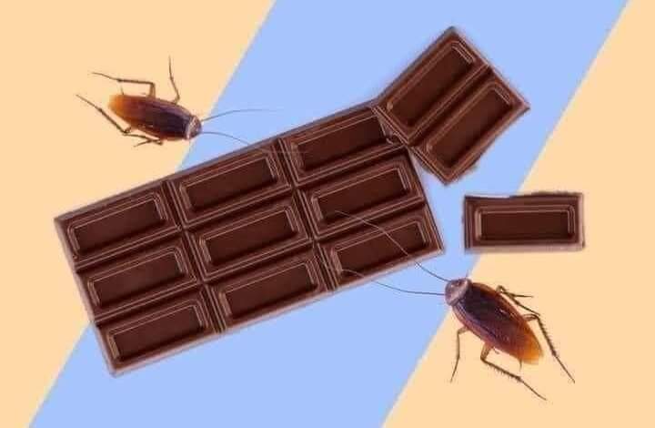 هل هناك حقًا صراصير في ألواح الشوكولاتة؟