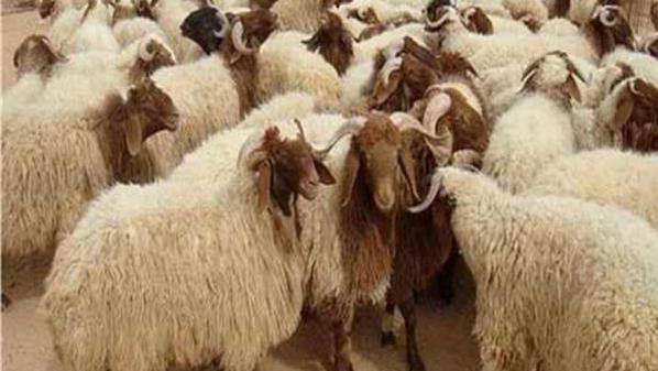 توقعات بإرتفاع أسعار الأضاحي 10 في الأسواق المحلية