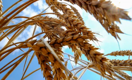 رئيس الوزراء الإيطالي يتوقع حلاً وشيكاً لأزمة الحبوب الأوكرانية